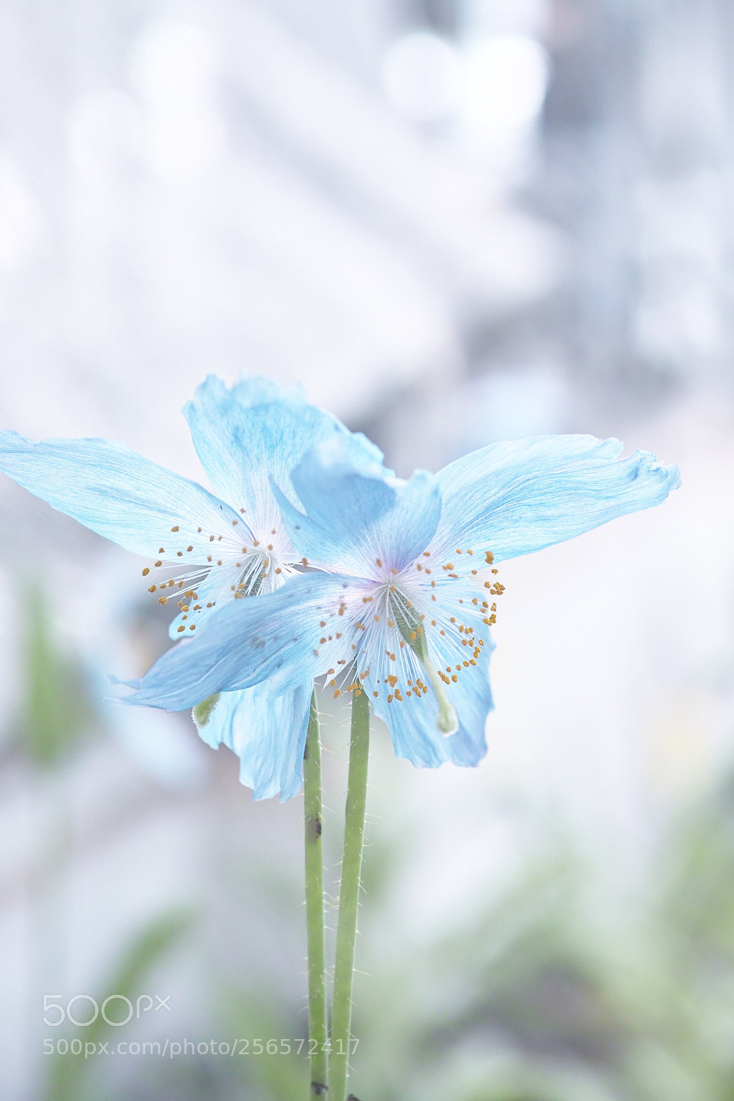 Sigma DP3 Merrill sample photo. Himalayan blue poppy photography