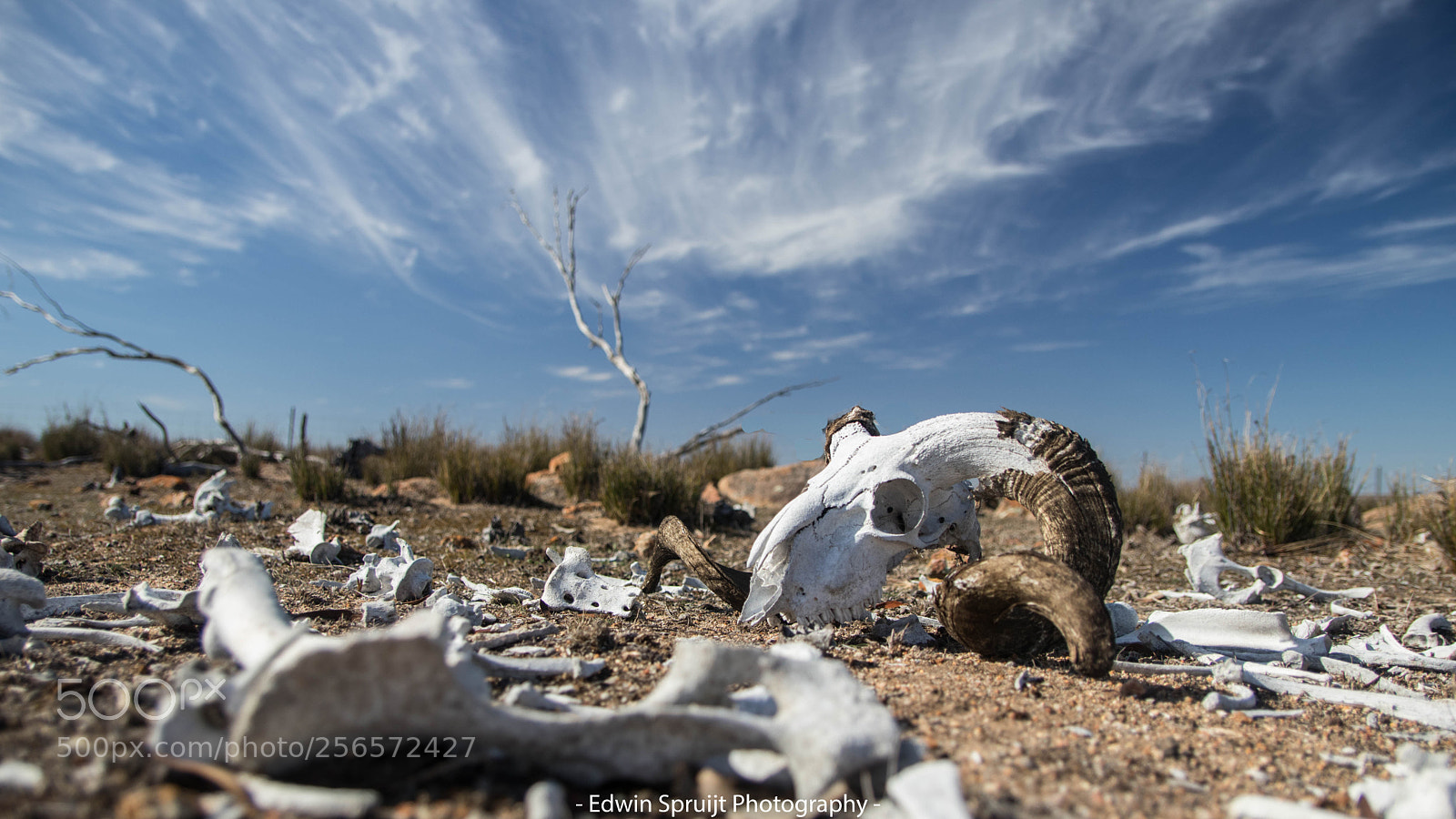 Canon EOS 80D sample photo. Cruelty of nature photography