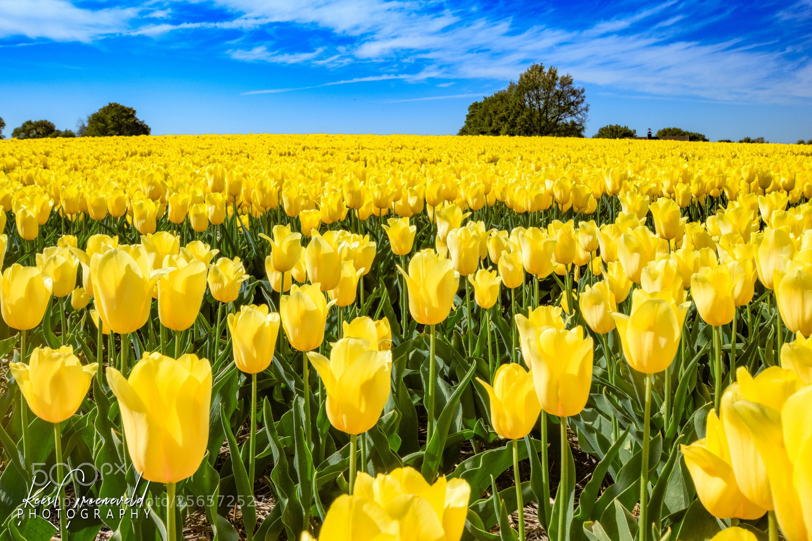 Nikon D5300 sample photo. Tulips from twente (netherlands) photography