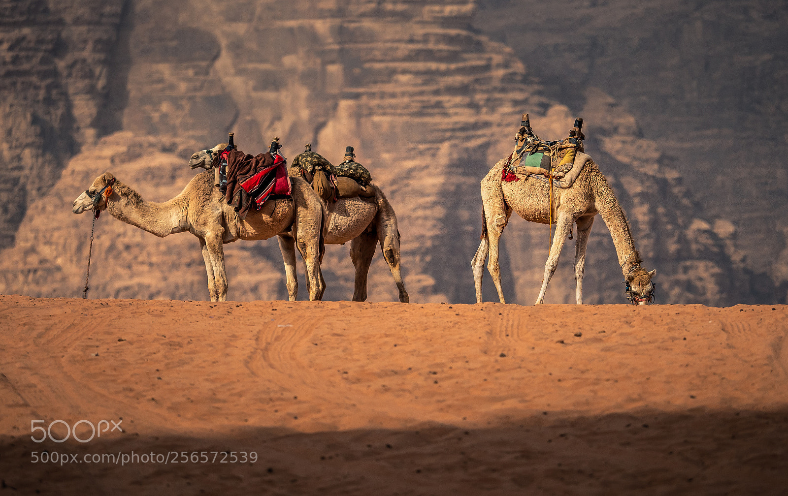 Panasonic Lumix DC-GH5 sample photo. Camels photography