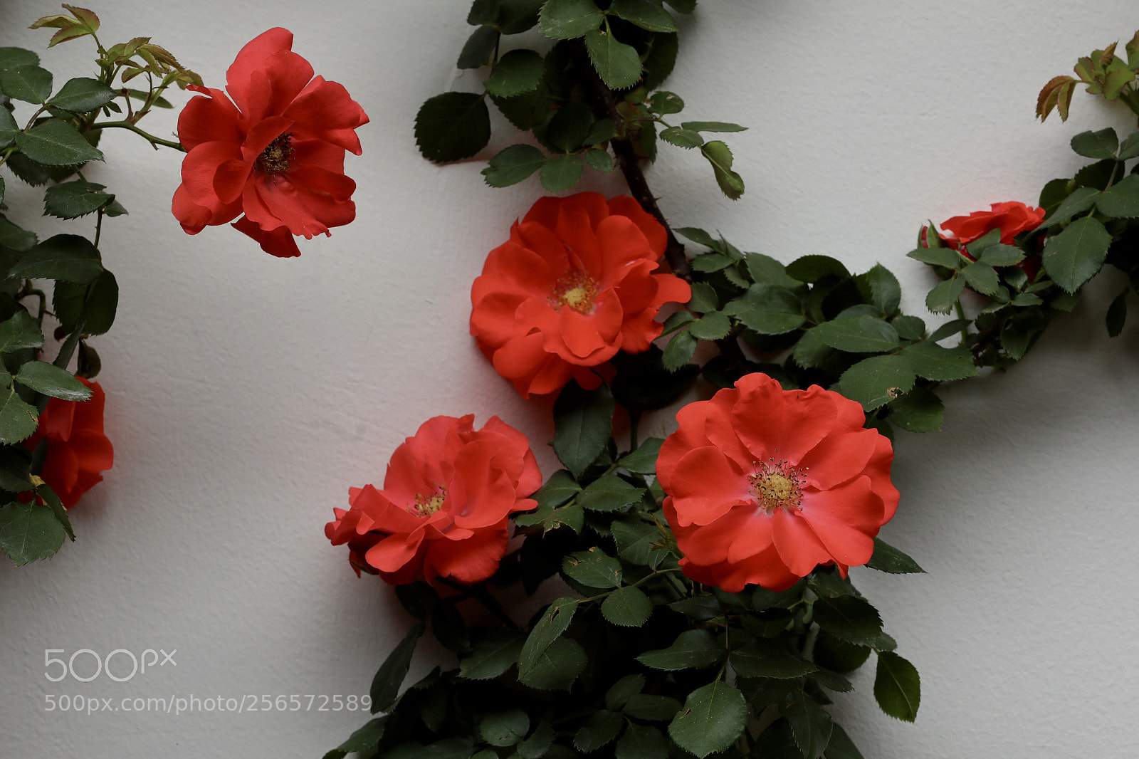 Canon EOS 5D Mark IV sample photo. 月季 photography