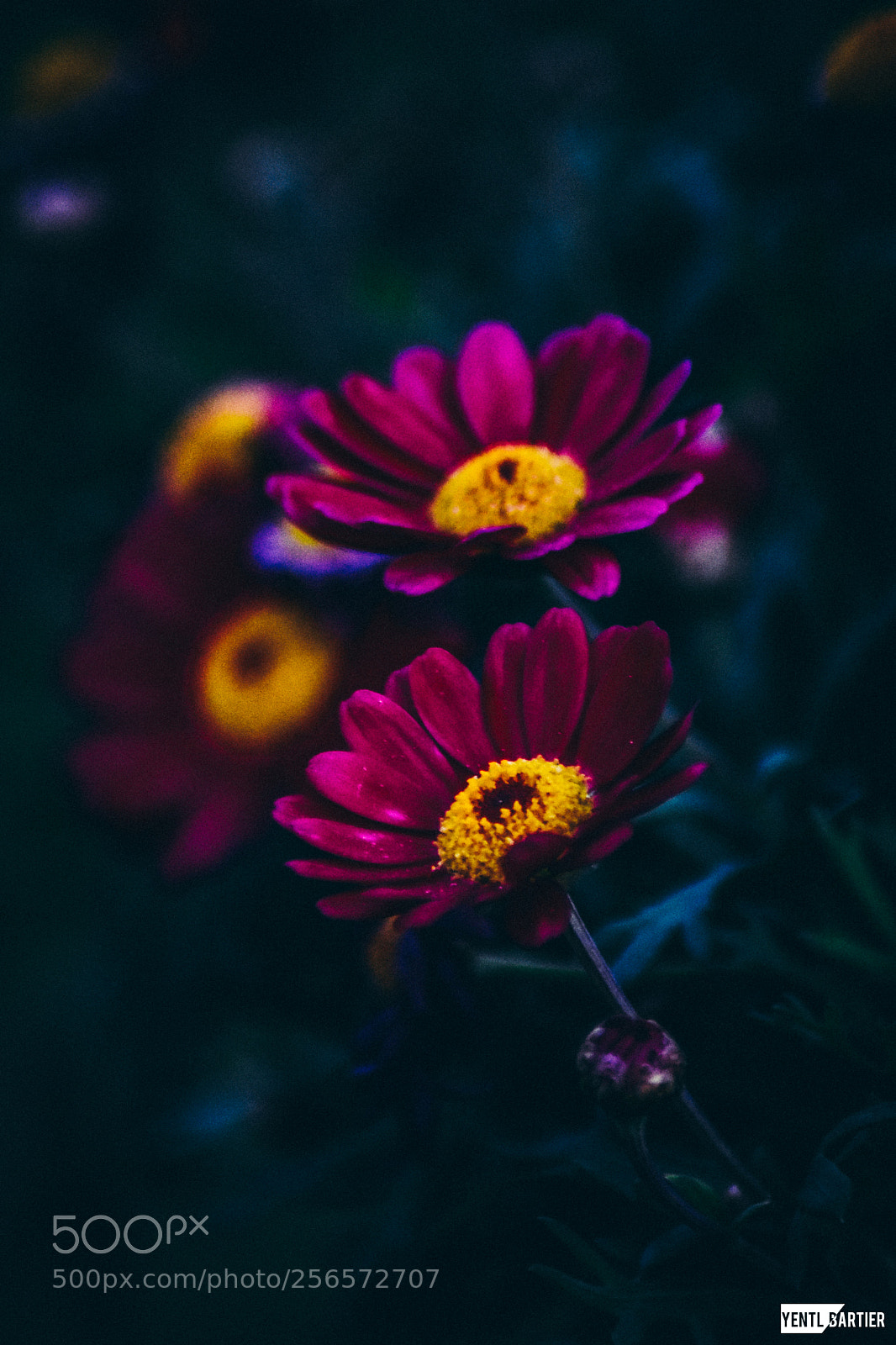 Nikon D3400 sample photo. Closeup flower photography