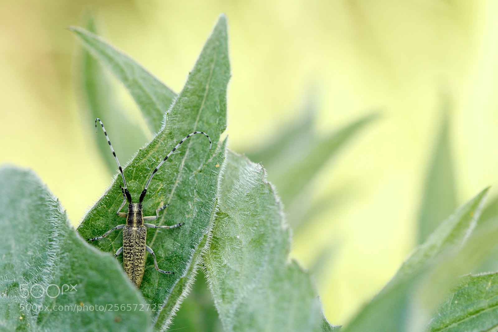 Canon EOS 60D sample photo. Golden-bloomed grey longhorn beetle photography