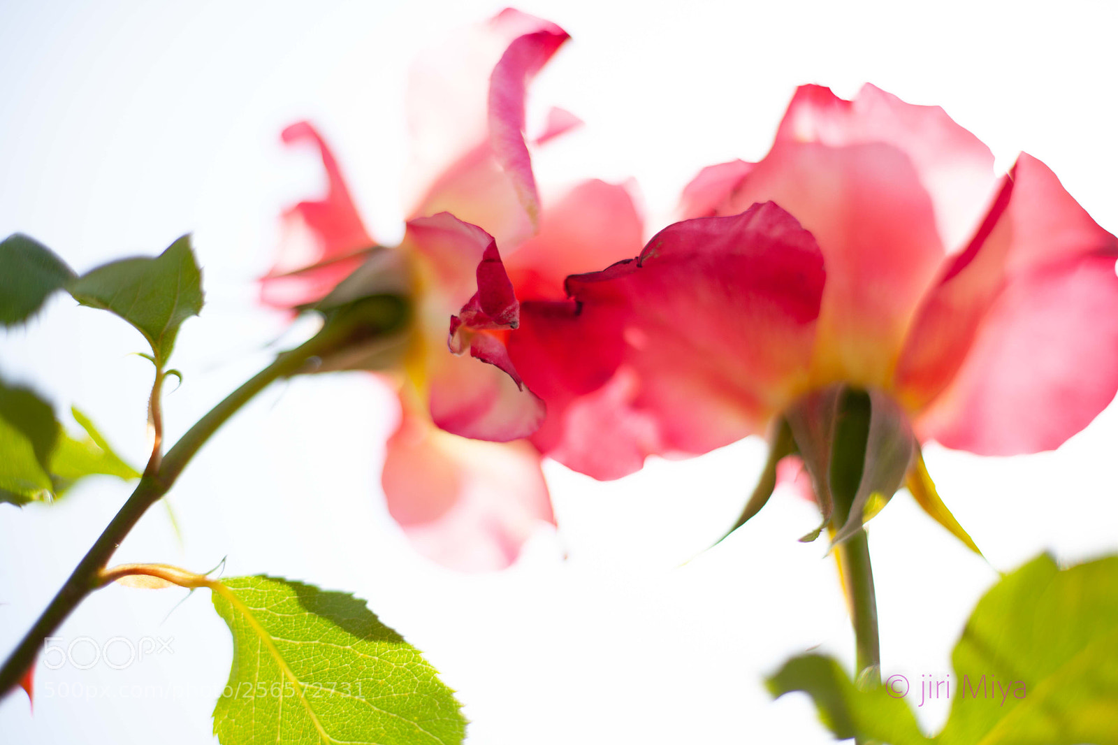 Canon EOS 5D Mark II sample photo. Take it easy on photography