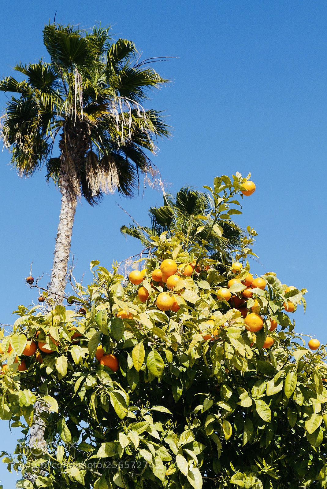 Panasonic Lumix DMC-G3 sample photo. Tropical trees photography