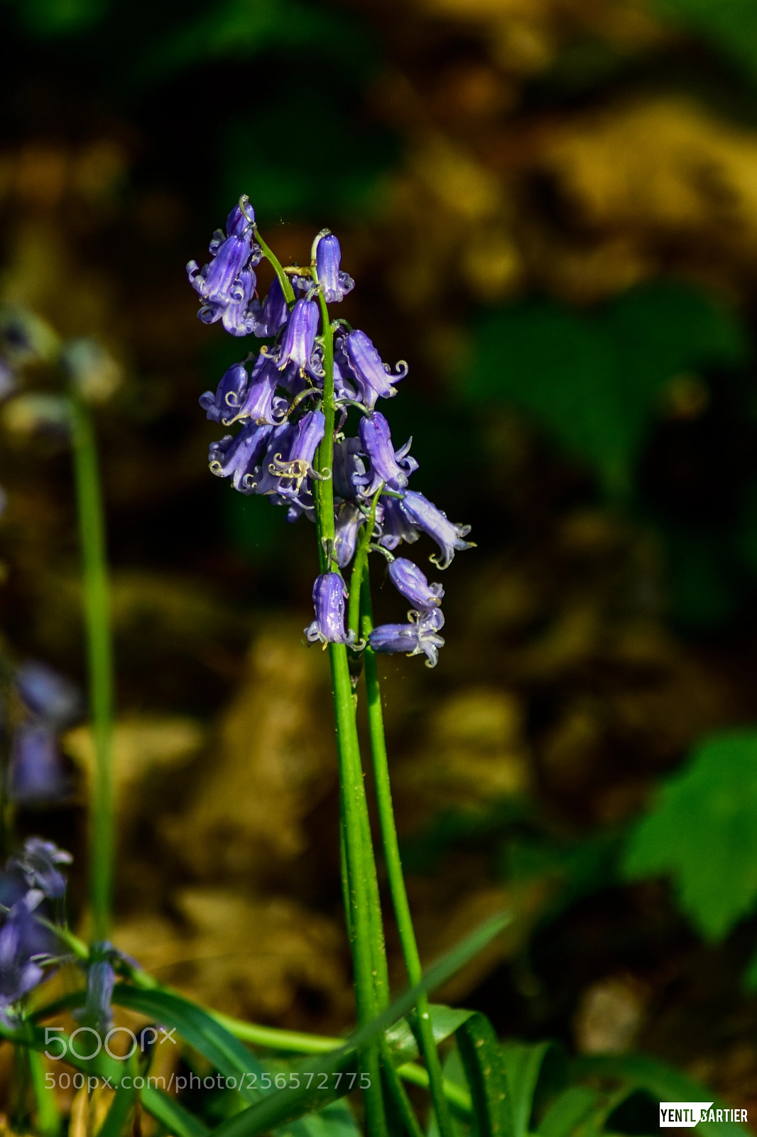 Nikon D3400 sample photo. Hyacinten photography