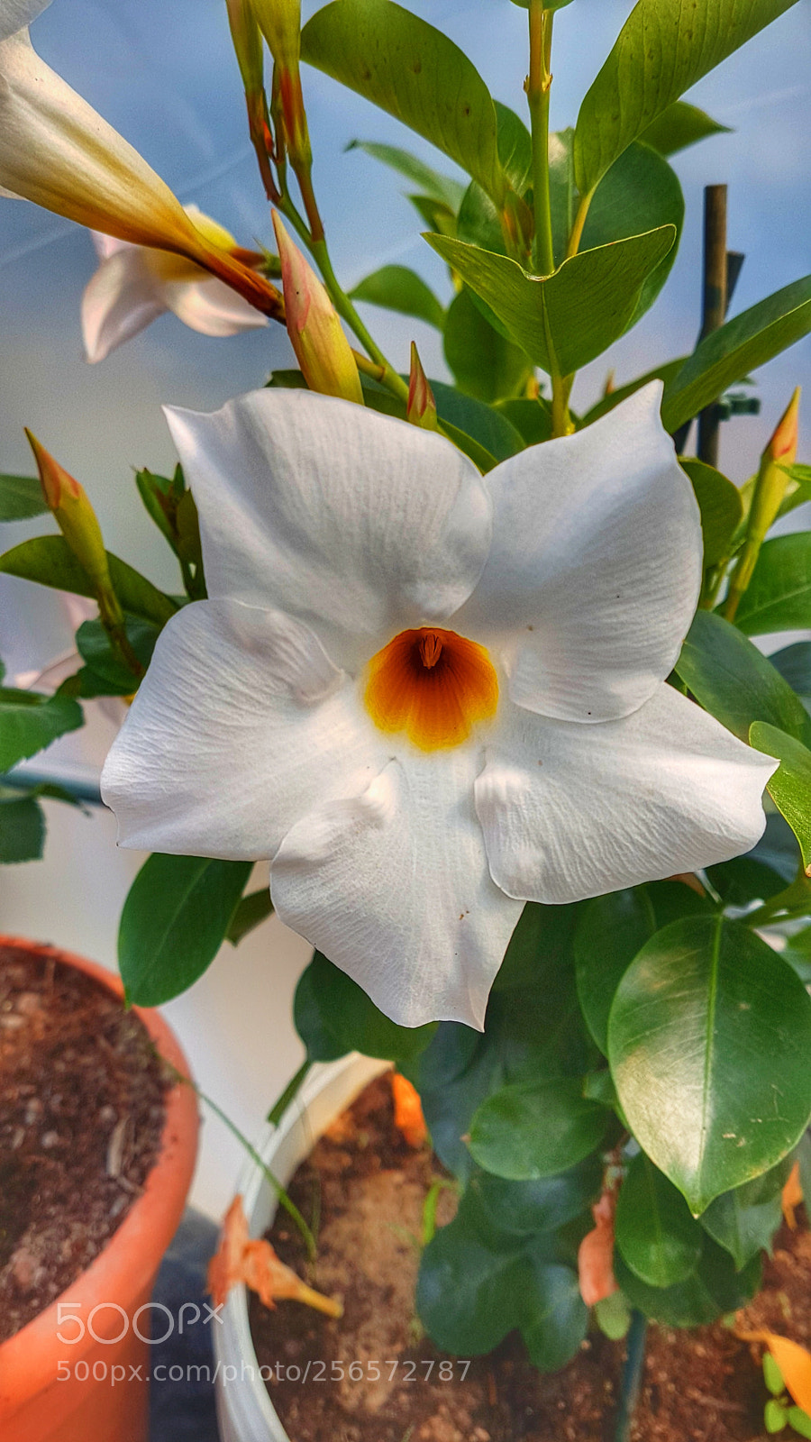 Samsung Galaxy S7 Edge sample photo. Untitled photography