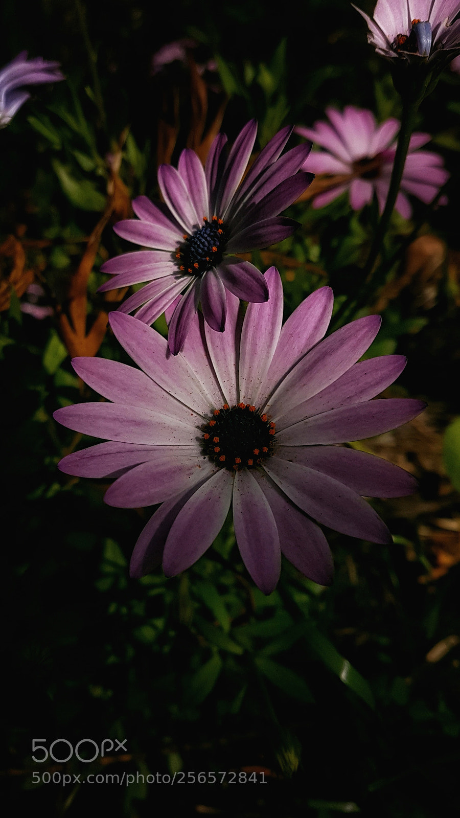Samsung Galaxy S7 Edge sample photo. Untitled photography
