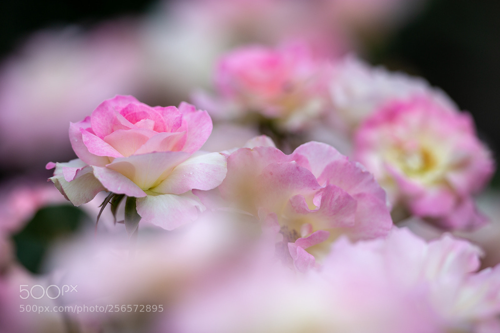 Canon EOS 6D sample photo. Rose photography