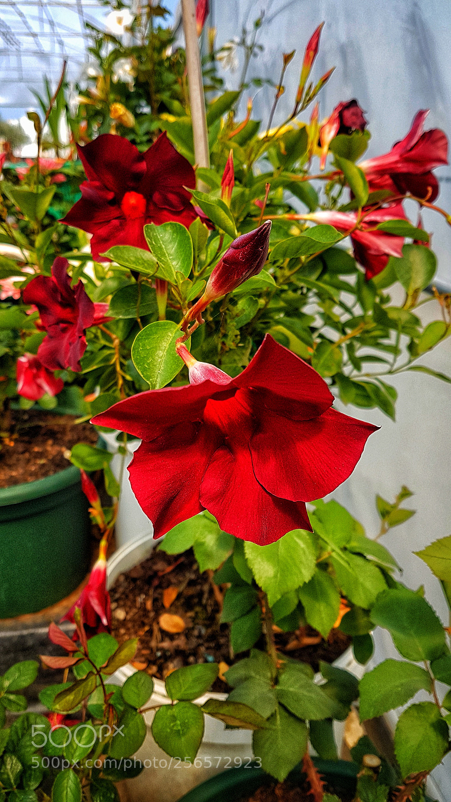 Samsung Galaxy S7 Edge sample photo. Untitled photography