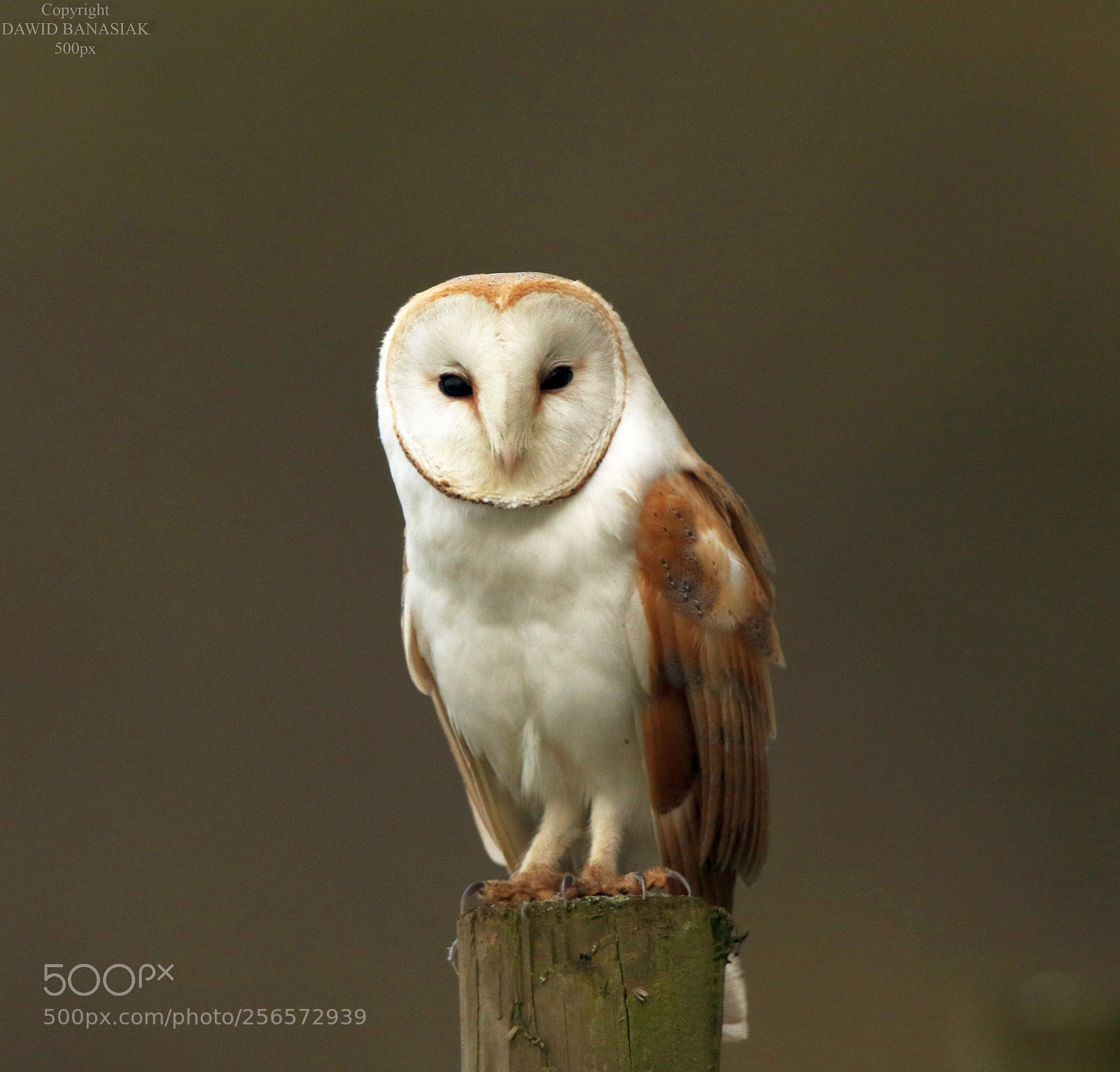 Canon EOS 7D Mark II sample photo. Barn owl photography