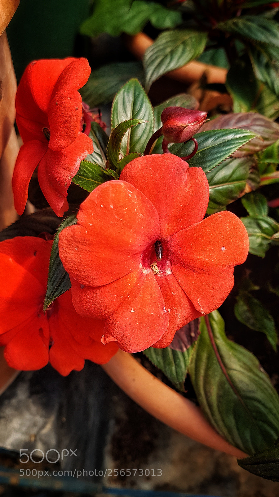 Samsung Galaxy S7 Edge sample photo. Untitled photography