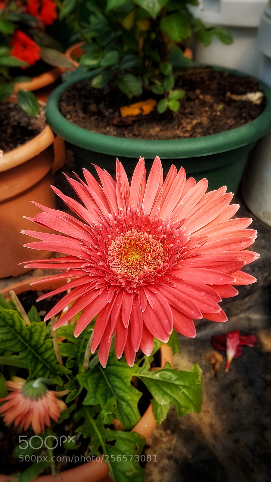 Samsung Galaxy S7 Edge sample photo. Untitled photography