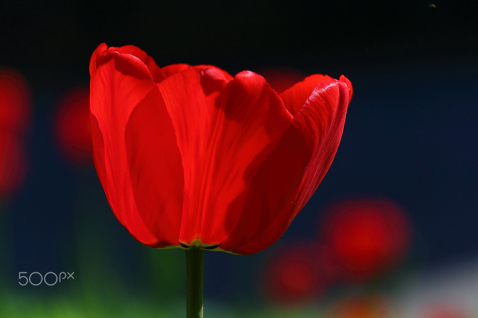 Canon EF-S 18-200mm F3.5-5.6 IS sample photo. Red impression photography