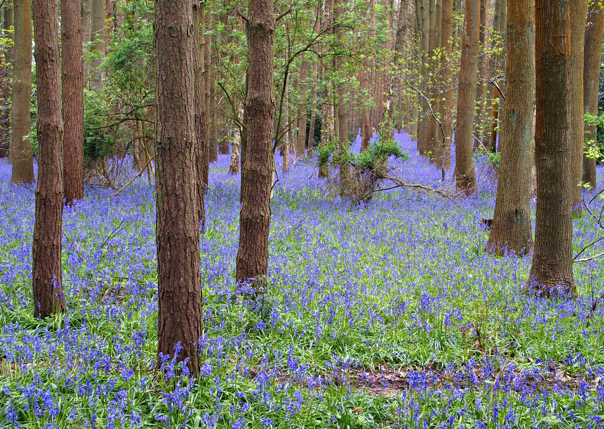 Olympus STYLUS1,1s sample photo. The bluebell woods photography