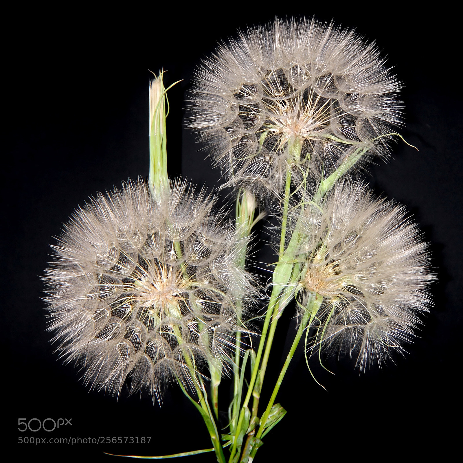 Canon EOS 60D sample photo. Dandelion seed heads photography