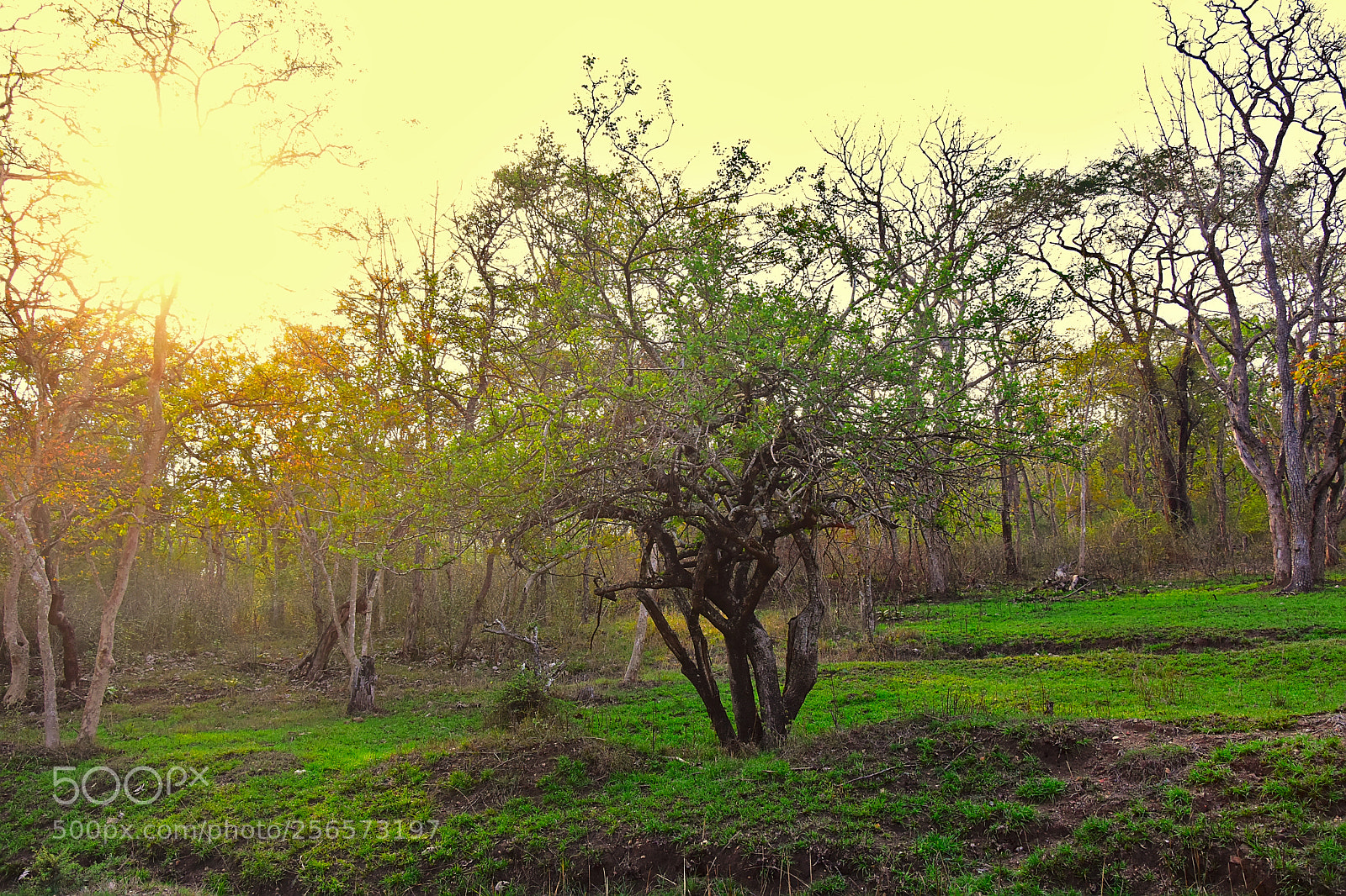 Nikon D7200 sample photo. Photo photography