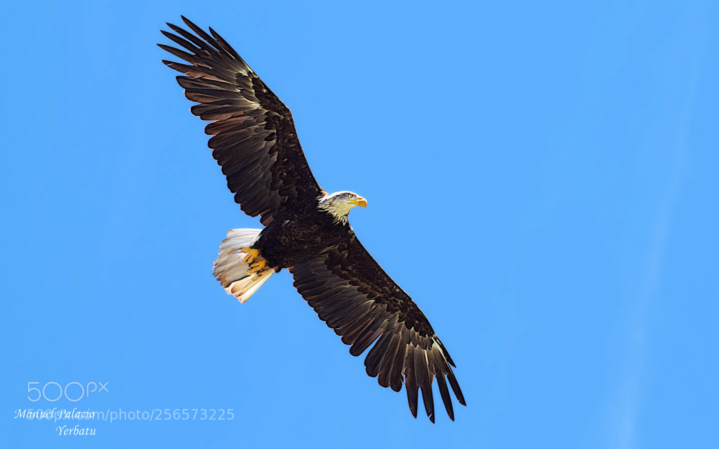 Nikon D5300 sample photo. Águila calva photography