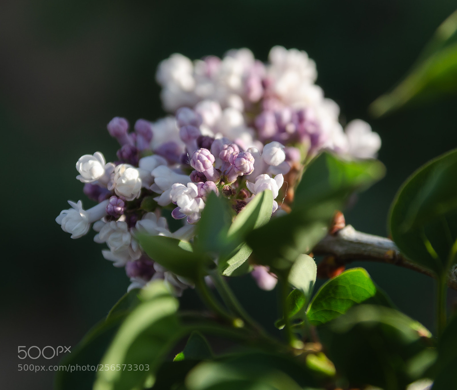 Nikon D7000 sample photo. Flores photography