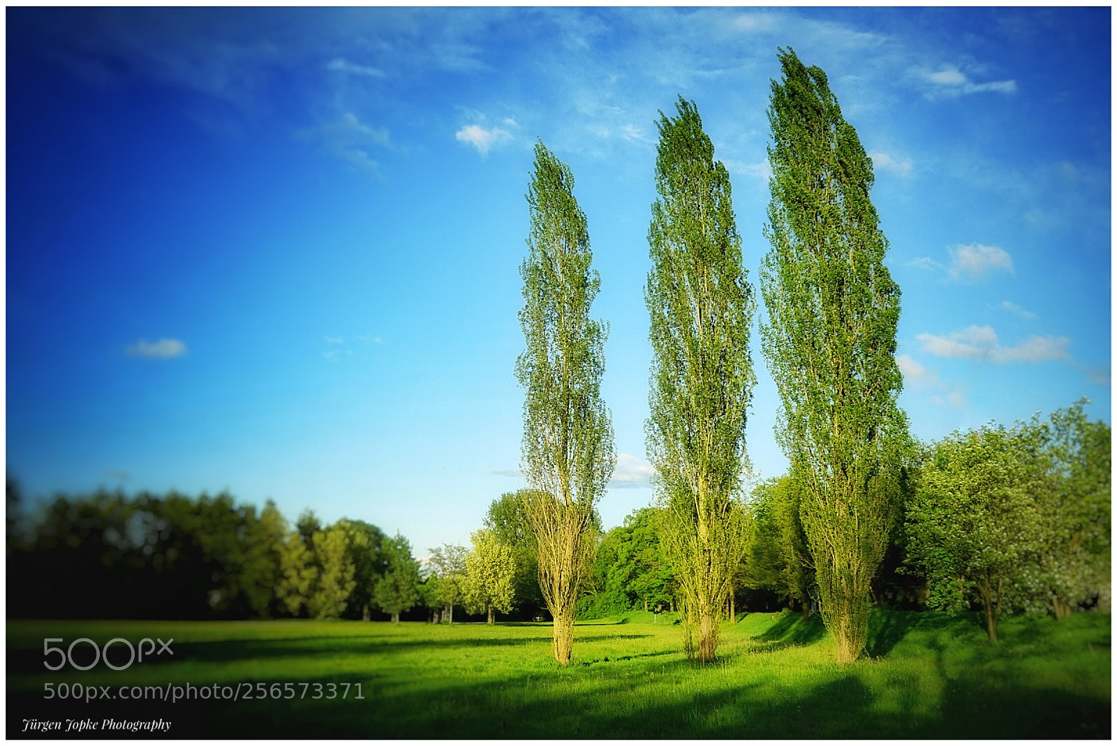 Sony a7 sample photo. Poplars in the evening photography