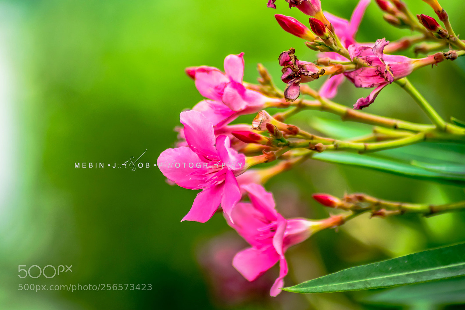 Nikon D5300 sample photo. Flora photography