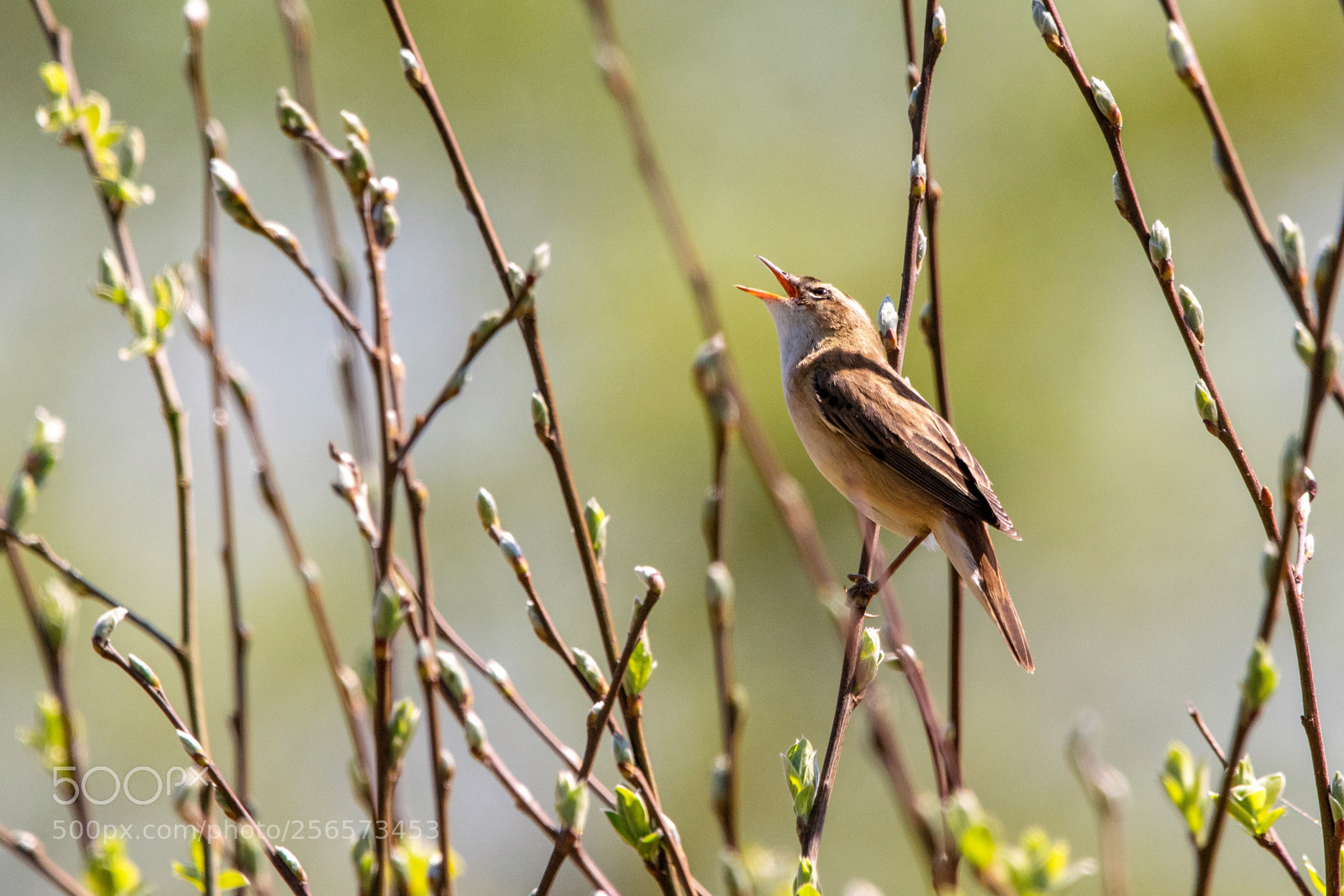 Nikon D3300 sample photo. Warbler singing in the photography