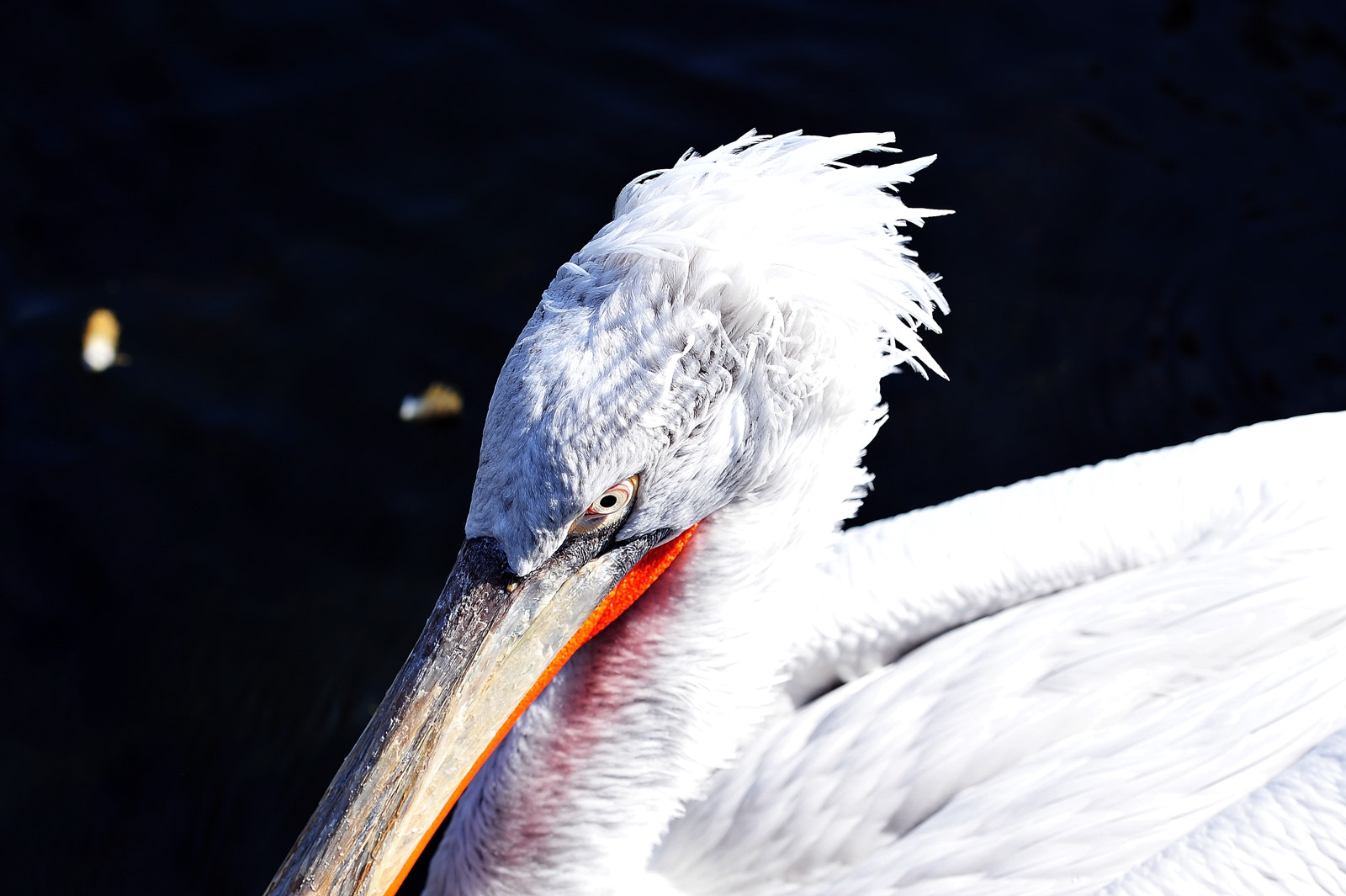 Sigma 105mm F2.8 EX DG OS HSM sample photo. I don't look angry. photography