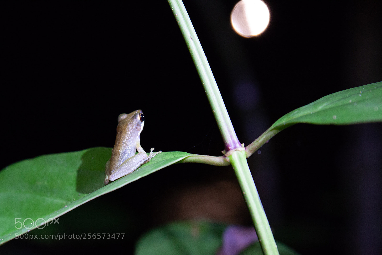 Canon EOS 5D Mark II sample photo. The frog and the photography
