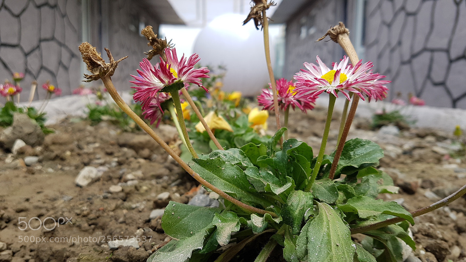 Samsung Galaxy S7 Edge sample photo. Bloom photography