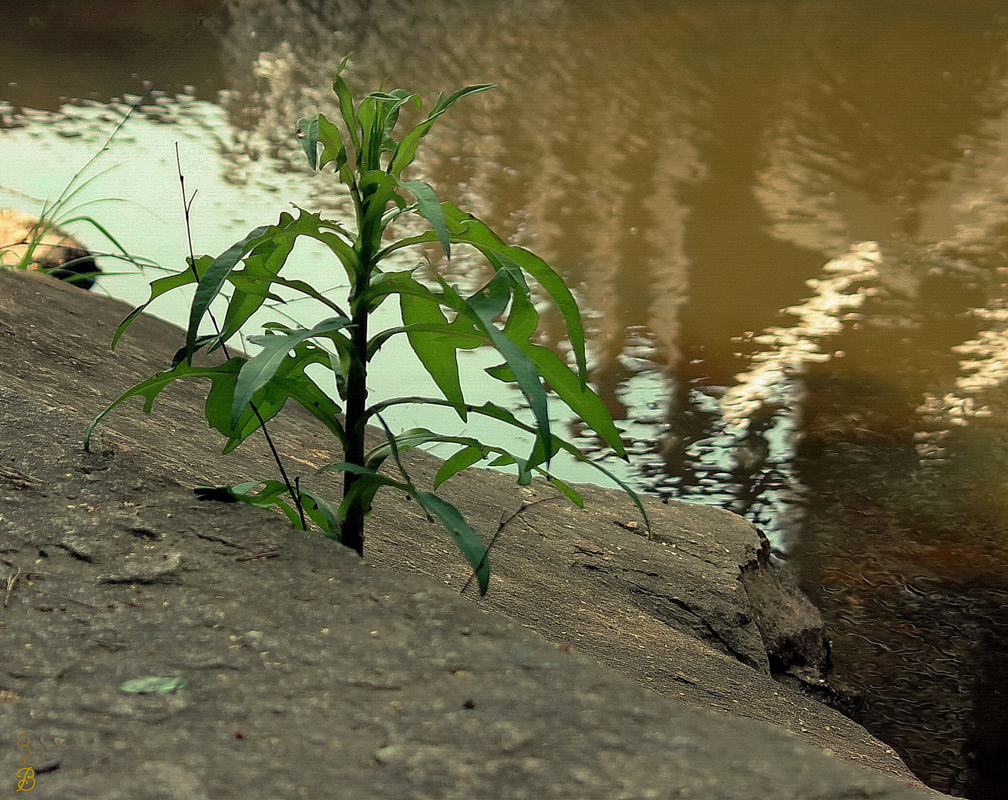 Canon EF-S 55-250mm F4-5.6 IS sample photo. Endurance photography