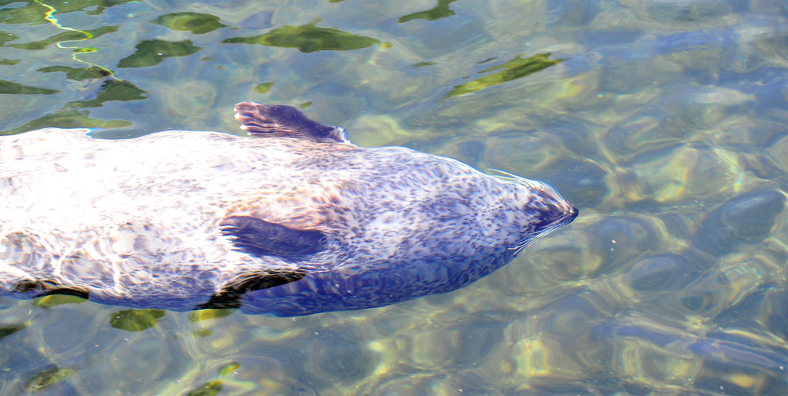 Sigma 105mm F2.8 EX DG OS HSM sample photo. Enjoy the sun underwater photography
