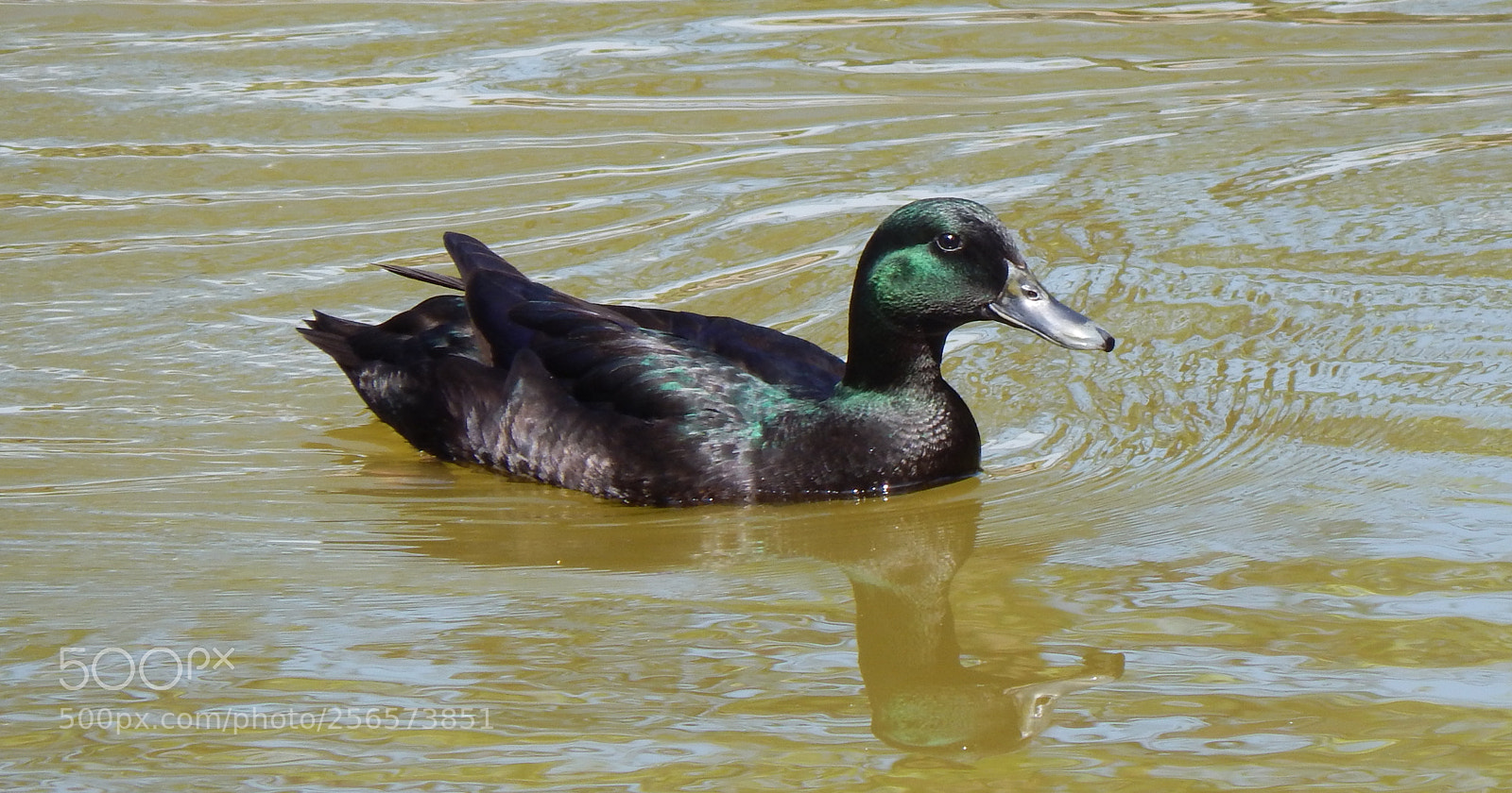 Nikon Coolpix L830 sample photo. Black wild duck photography