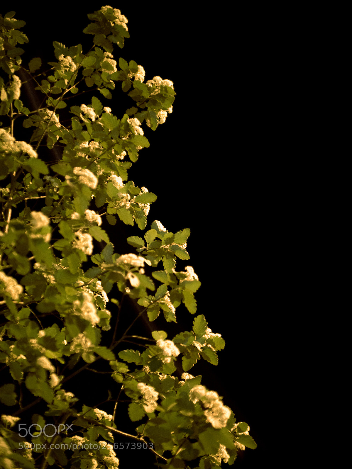 Olympus PEN-F sample photo. Tree photography