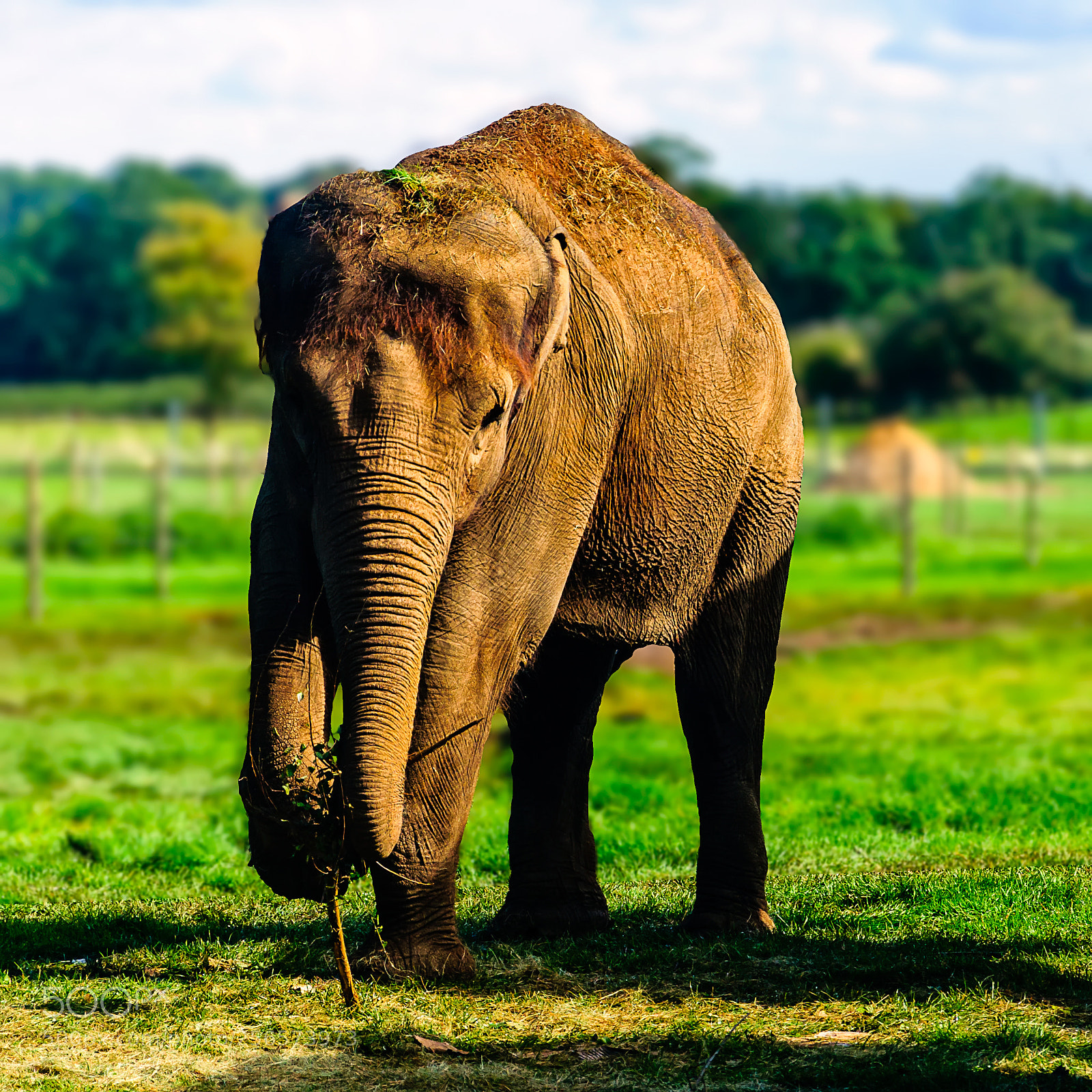 Nikon D90 sample photo. Elephant photography