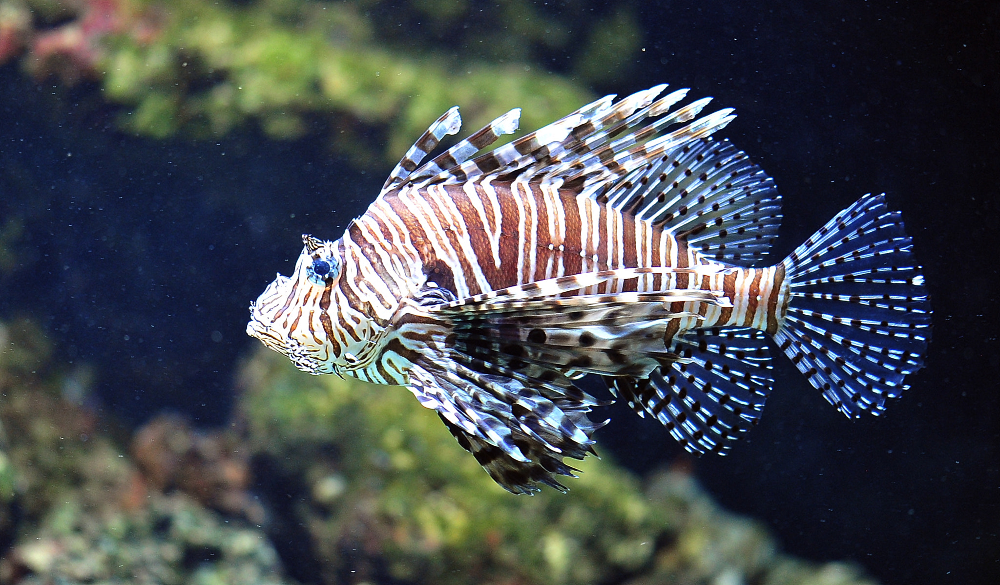 Sigma 105mm F2.8 EX DG OS HSM sample photo. Aquarium zoo antwerp photography