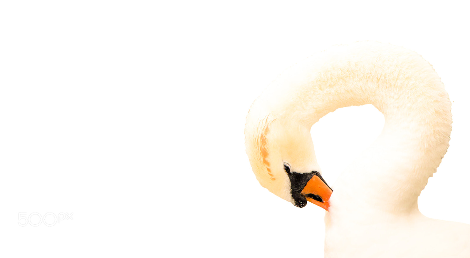 Canon EOS 77D (EOS 9000D / EOS 770D) sample photo. Elegance photography