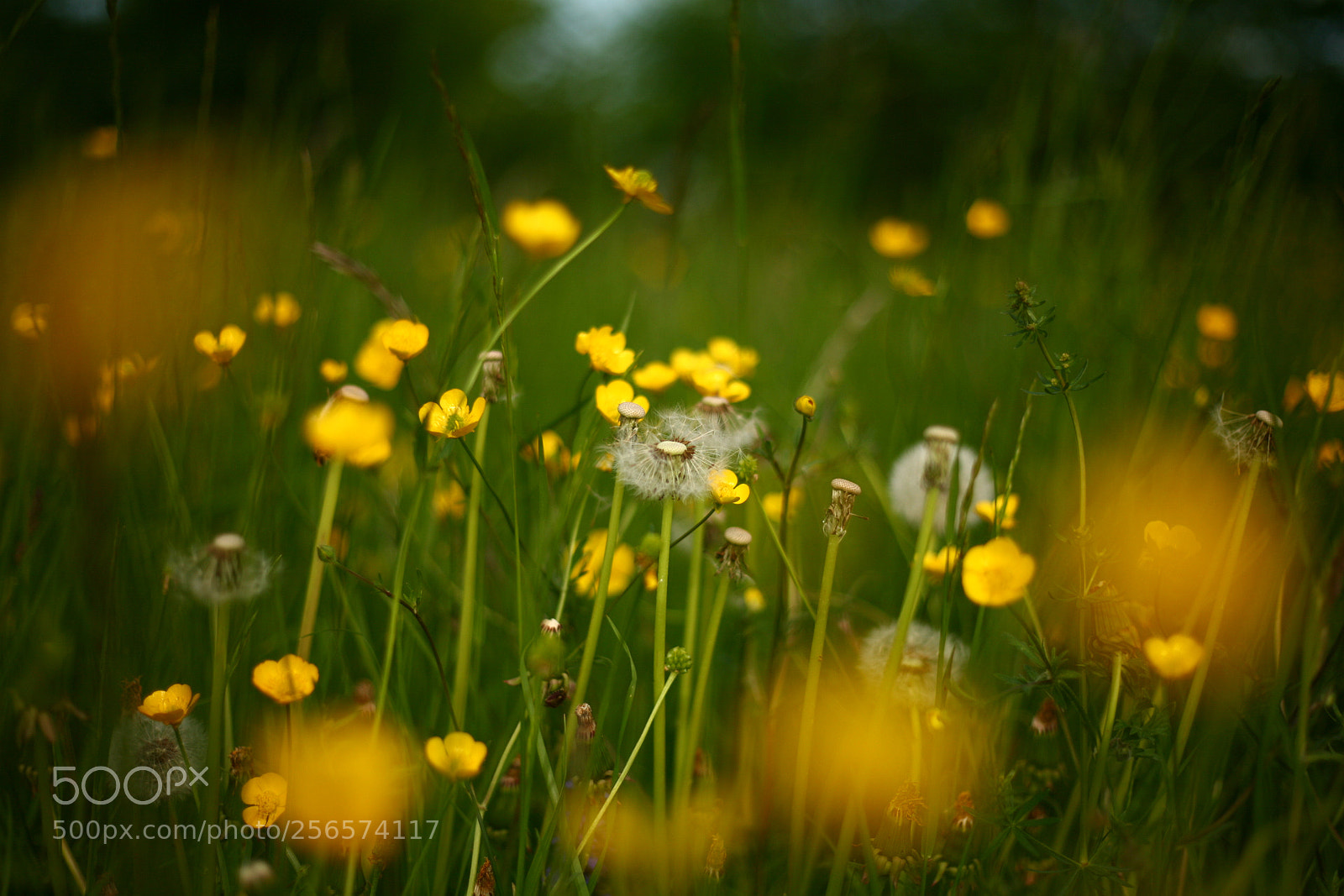 Canon EOS 5D sample photo. Endlich sommer photography