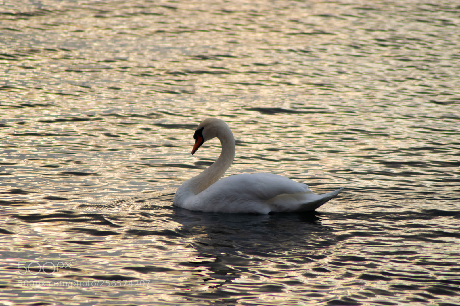 Nikon D3300 sample photo. Lonely swan photography
