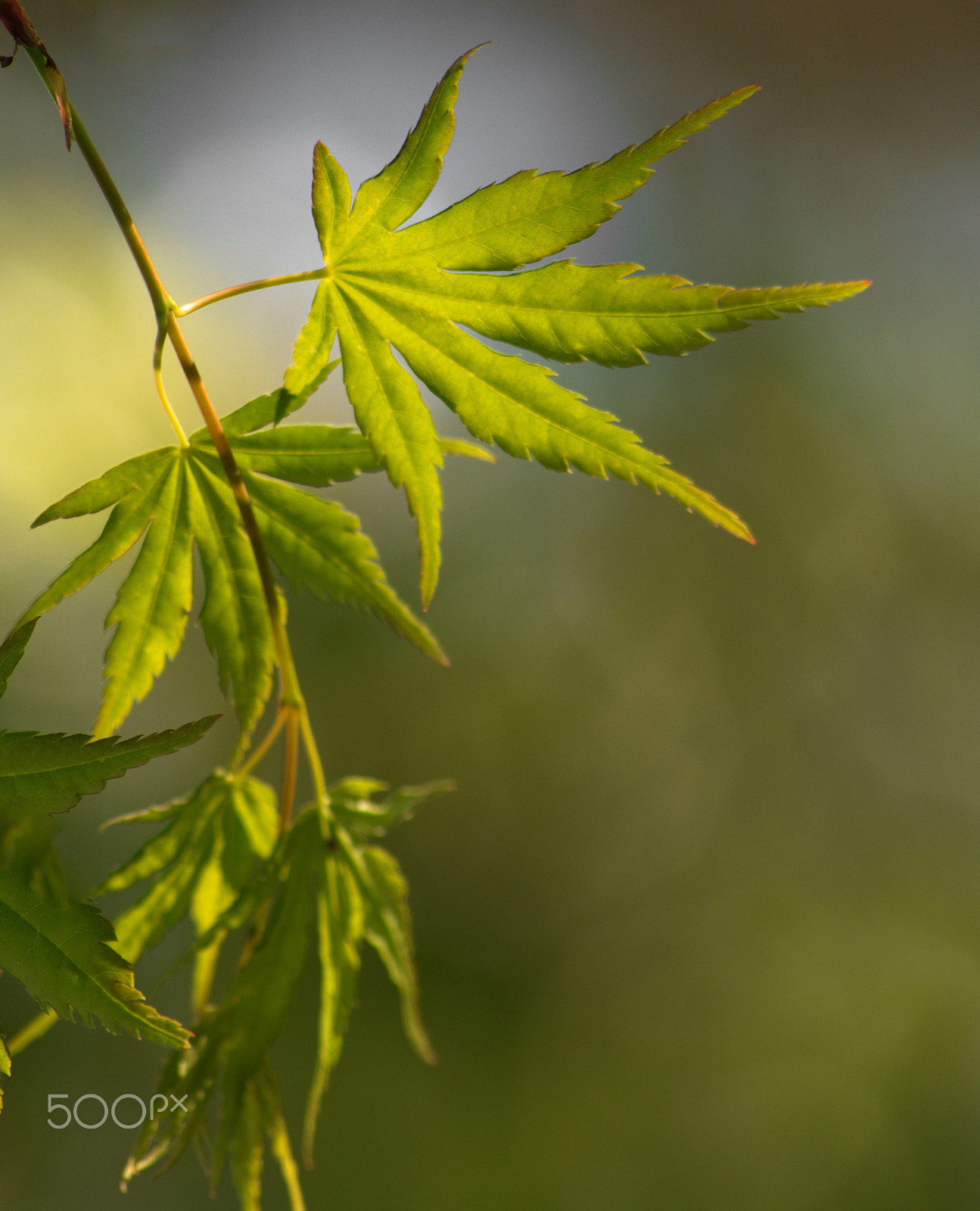 Nikon D3000 + Sigma 70-300mm F4-5.6 APO DG Macro sample photo. Acer palmatum, japanese maple photography