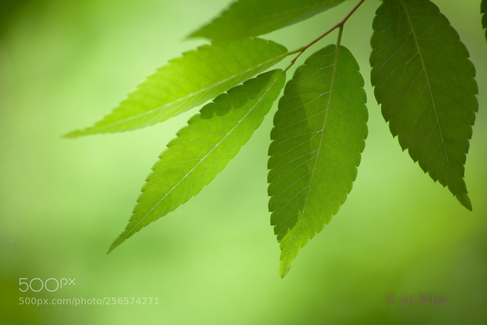 Canon EOS 5D Mark II sample photo. Photosynthesis photography