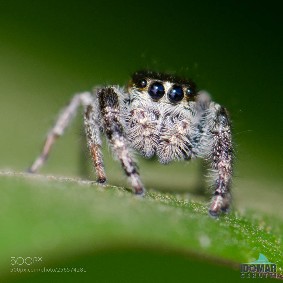 Nikon D7000 sample photo. Spider photography