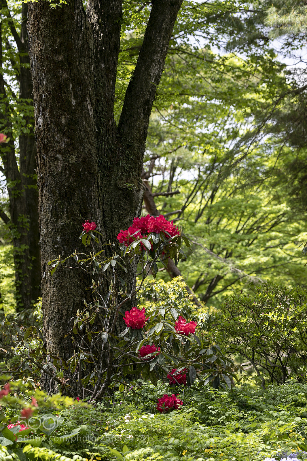 Canon EOS 5D Mark IV sample photo. 芍薬 photography
