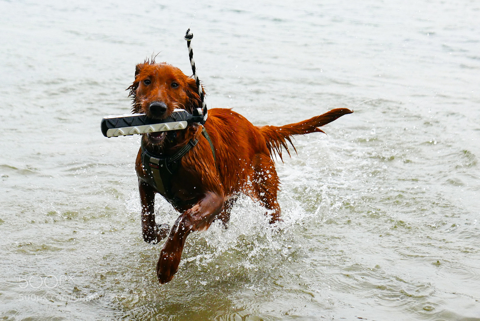 Leica D-Lux (Typ 109) sample photo. Maizey retrieving photography