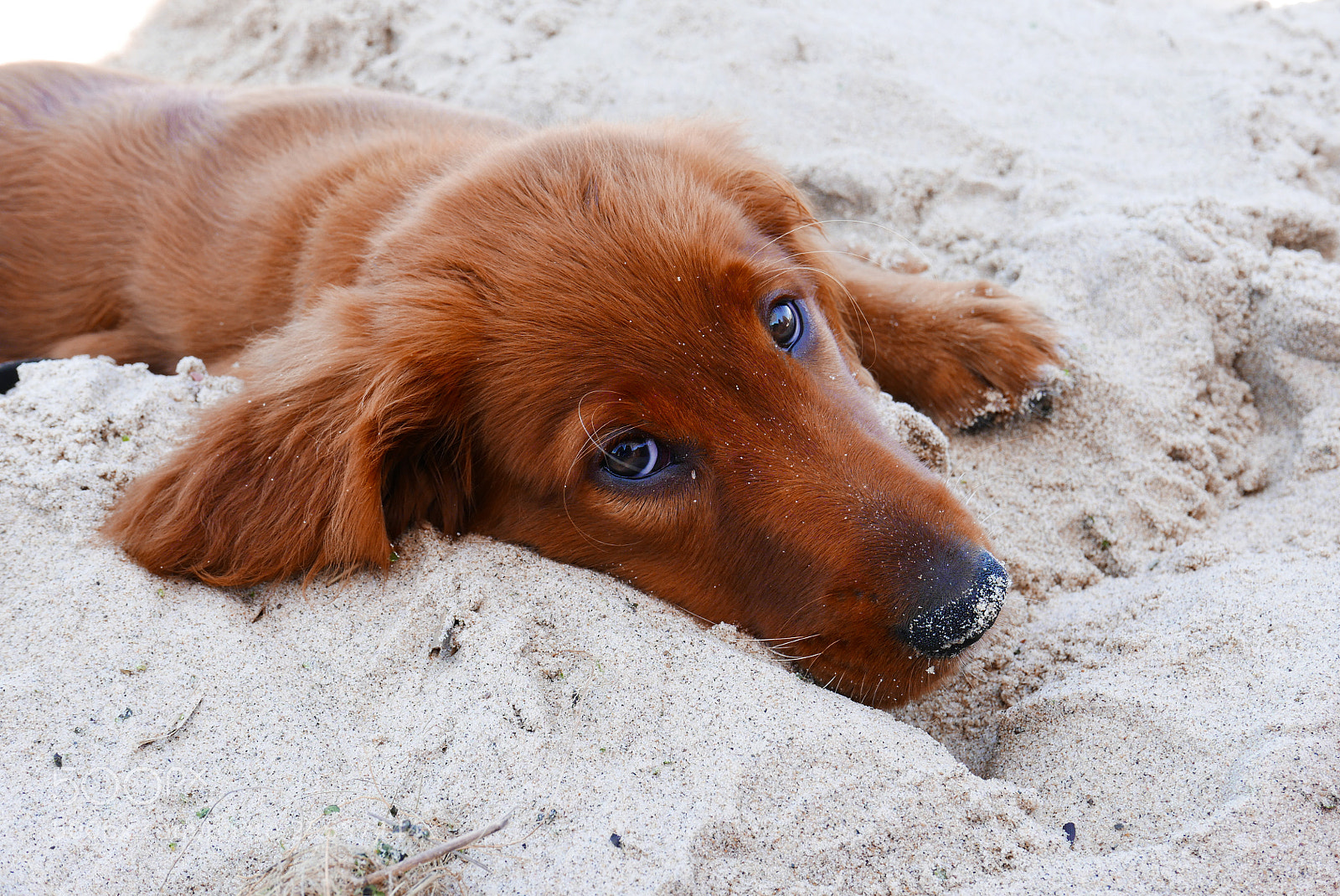 Leica D-Lux (Typ 109) sample photo. Life is ruff photography