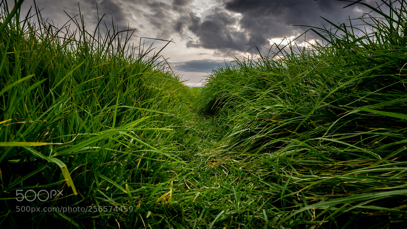 Nikon D7100 sample photo. Tall grass photography