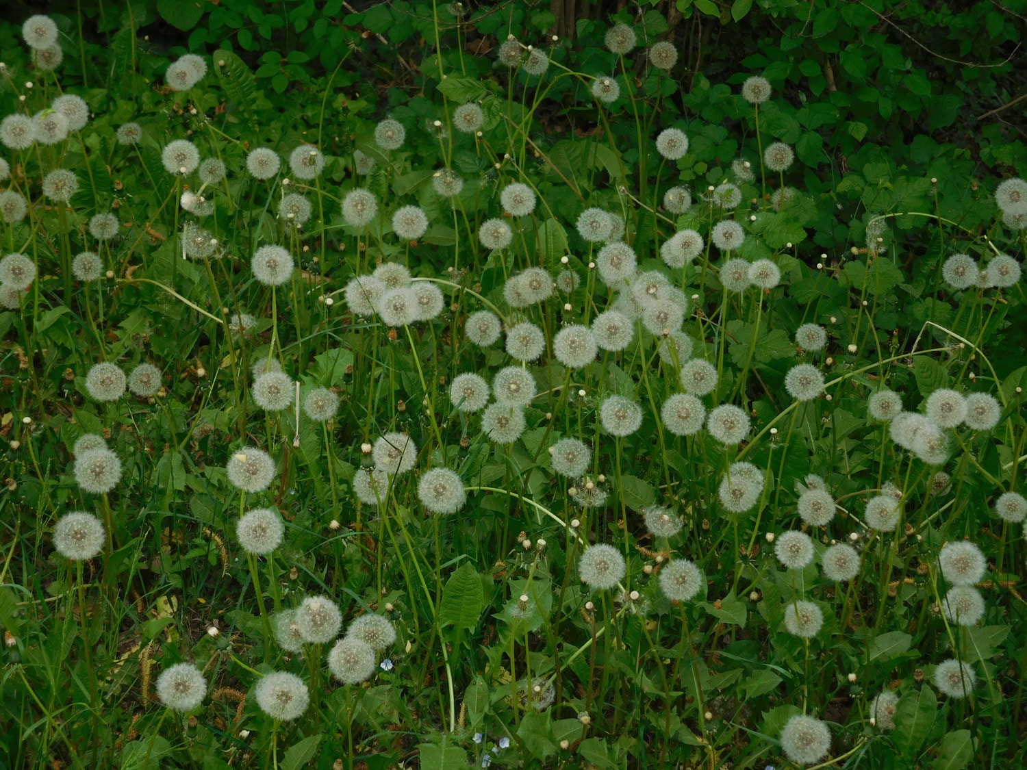 Nikon Coolpix S7000 sample photo. Taraxacum photography