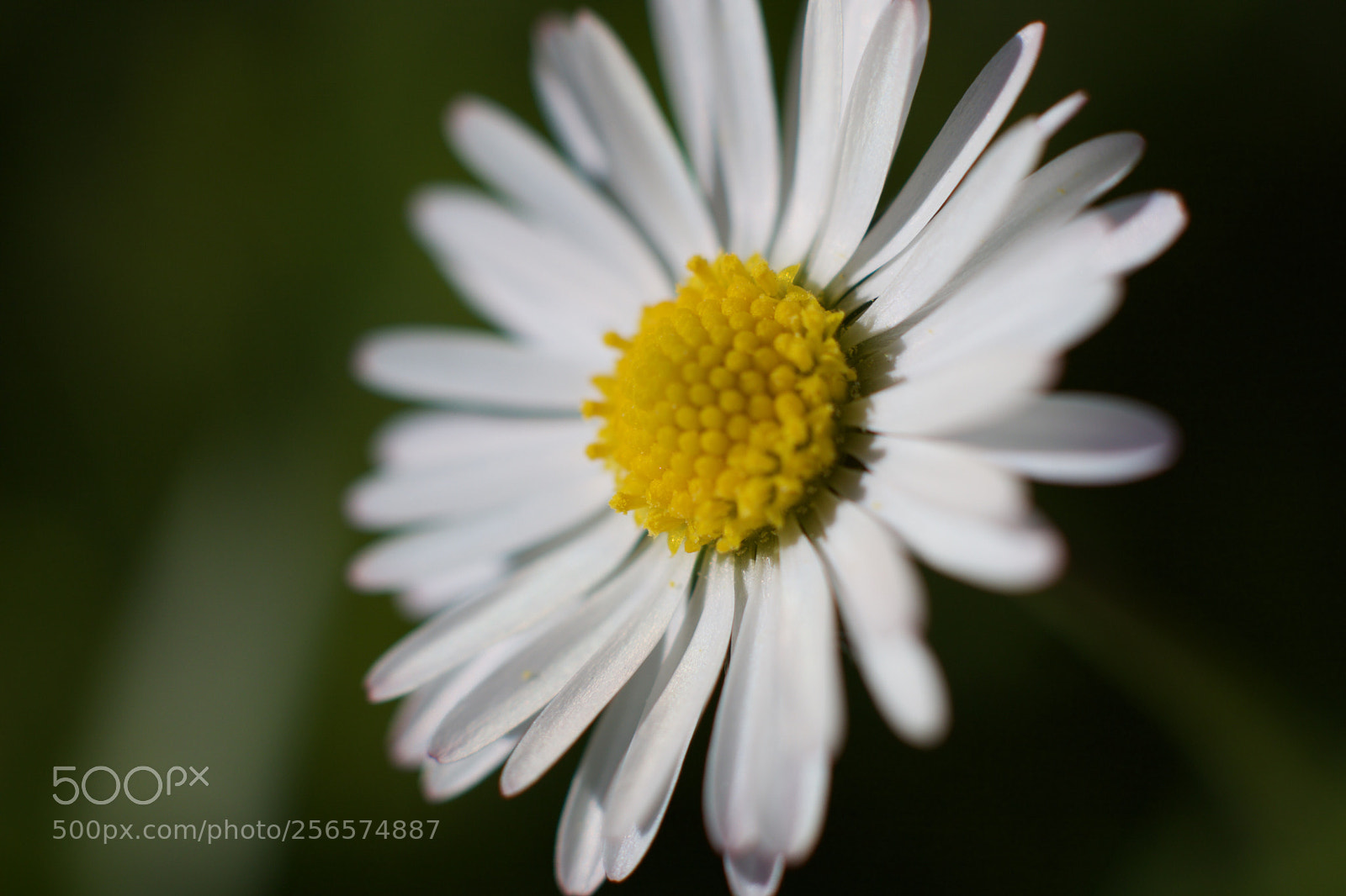 Canon EOS 750D (EOS Rebel T6i / EOS Kiss X8i) sample photo. Flower ii photography