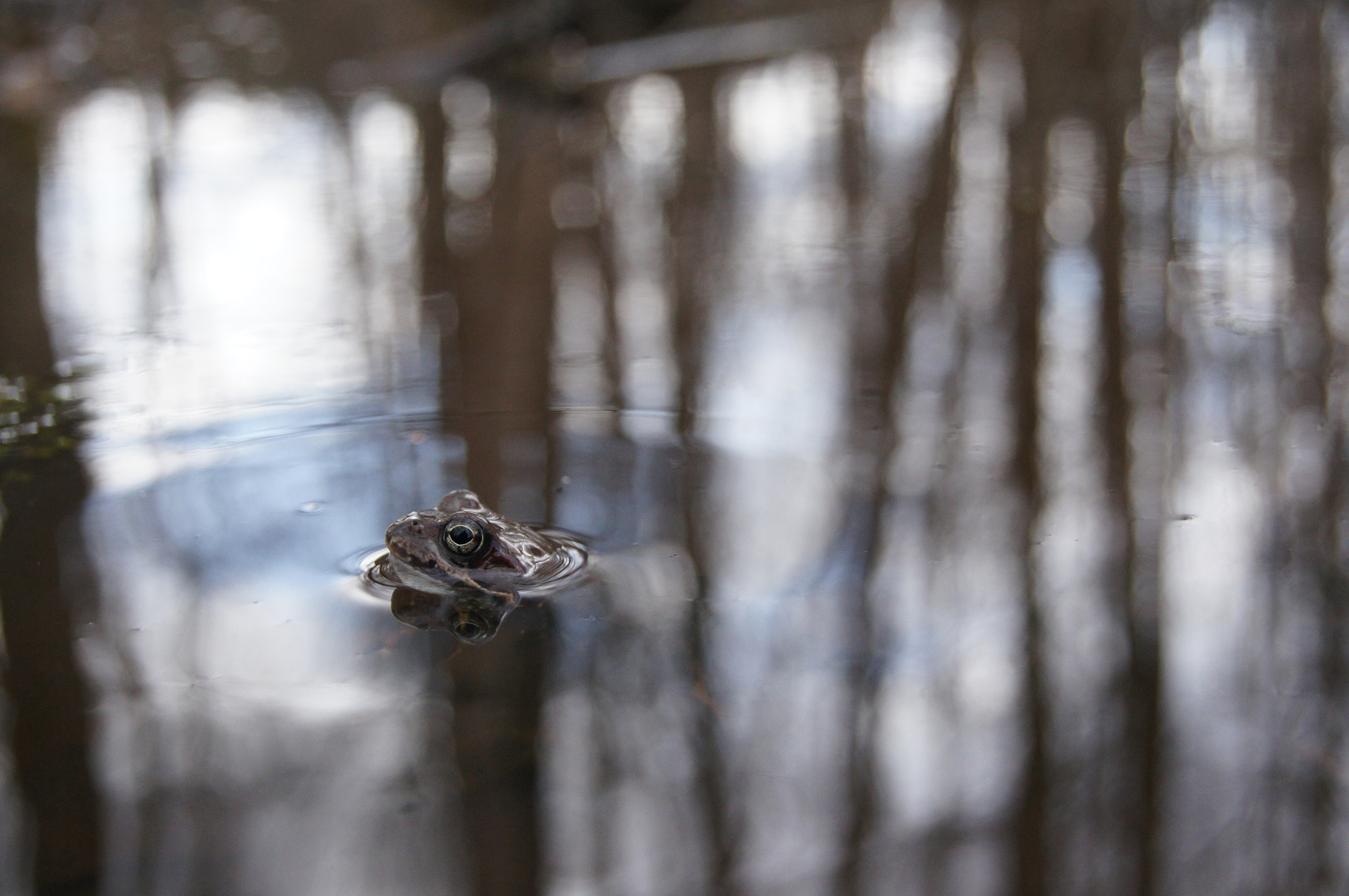Sony Alpha DSLR-A580 sample photo. Frog on the cloud photography