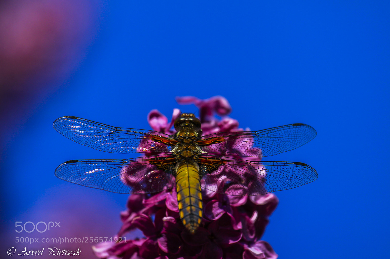 Canon EOS 50D sample photo. Dragonfly i photography