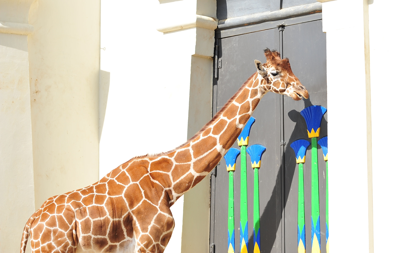 Sigma 105mm F2.8 EX DG OS HSM sample photo. Long neck photography